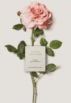 Chloé Atelier Des Fleurs Rosa Damascena, Eau De Parfum 50ml -Angebote Arom Zauber Store unnamed file 1083