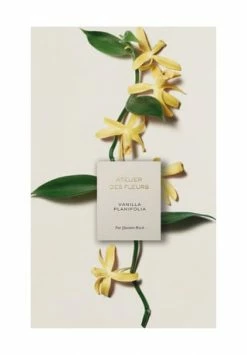 Chloé Atelier Des Fleurs Papyrus, Eau De Parfum 50ml -Angebote Arom Zauber Store unnamed file 313