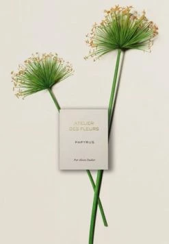 Chloé Atelier Des Fleurs Papyrus, Eau De Parfum 50ml -Angebote Arom Zauber Store unnamed file 317