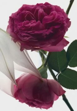 YVES SAINT LAURENT MON PARIS 30ml -Angebote Arom Zauber Store unnamed file 364