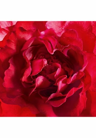 Mon Guerlain 30ml 3 Mon Guerlain 30ml – Bild 3